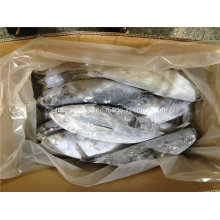 IQF Big Size Frozen Bonito Fish